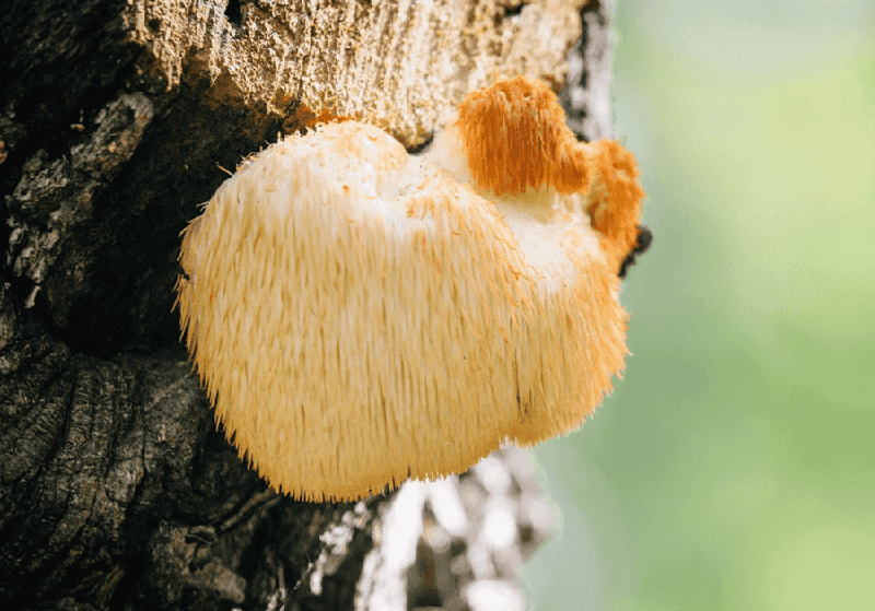 Lion's mane mushroom nootropic